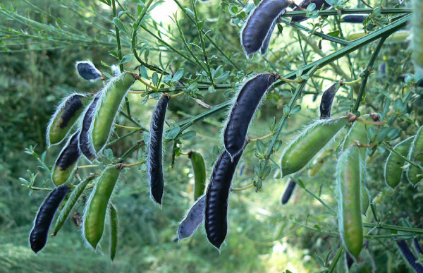 Les gousses du genêt à balai (Cytisus scoparius) libèrent plusieurs graines une fois sèches © florelocale.fr